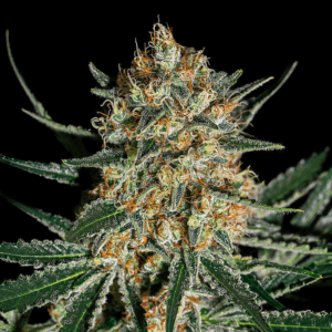 Cookie Face OG
