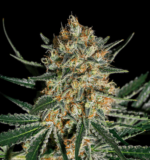 Cookie Face OG