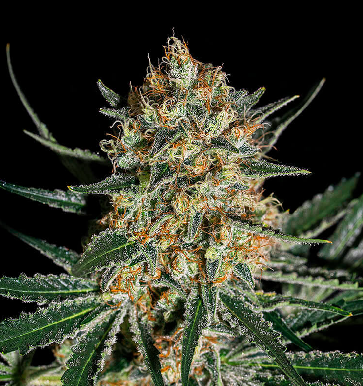 Cookie Face OG