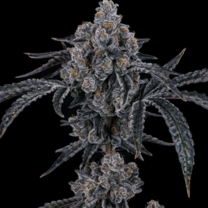 Dulce_De_Uva_Strain Dulce De Uva