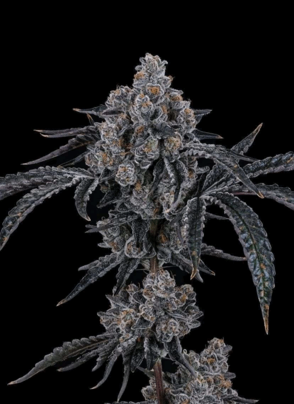 Dulce De Uva