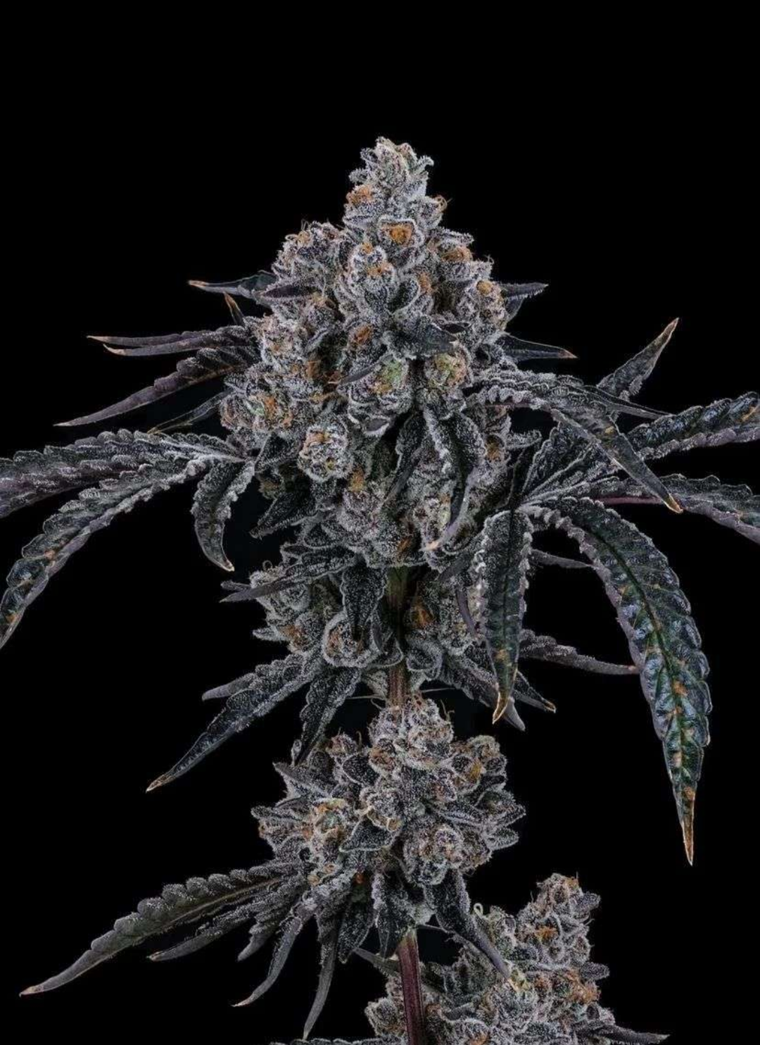 Dulce De Uva