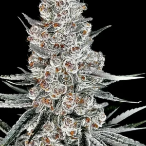 Strain Product