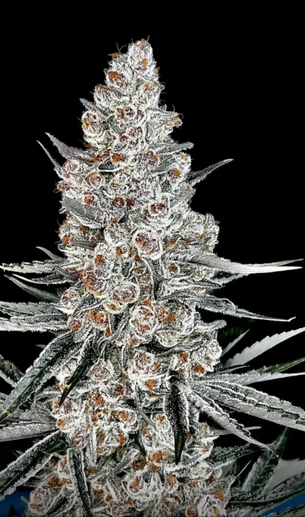 Strain Product
