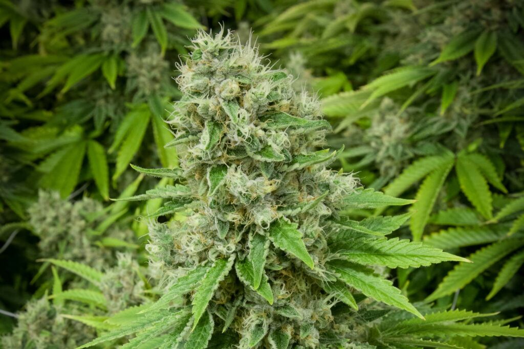 Fruity Pebbles OG