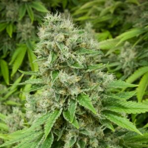 Fruity Pebbles OG