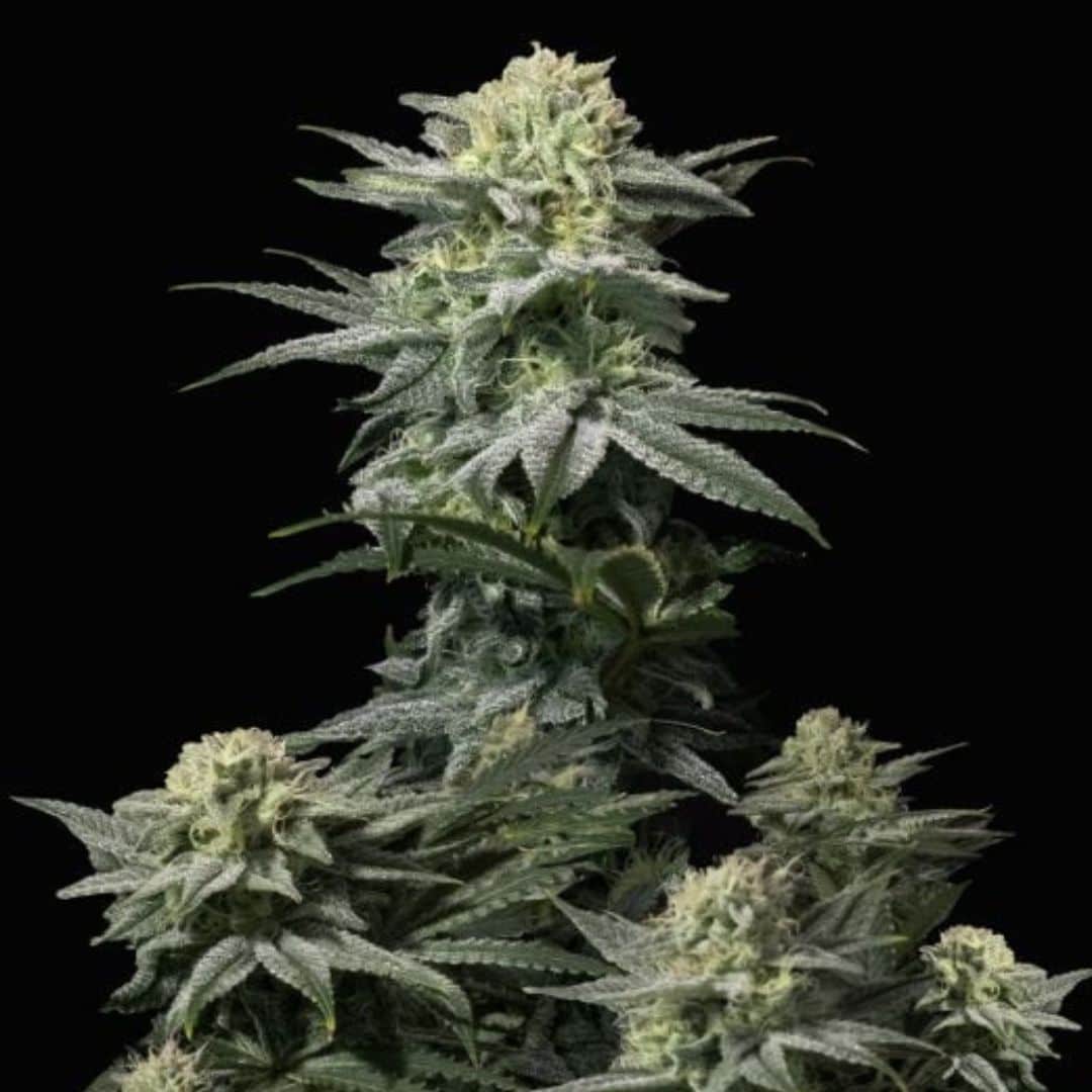 GG4