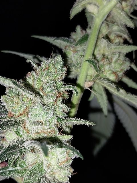 Grapefruit Chem