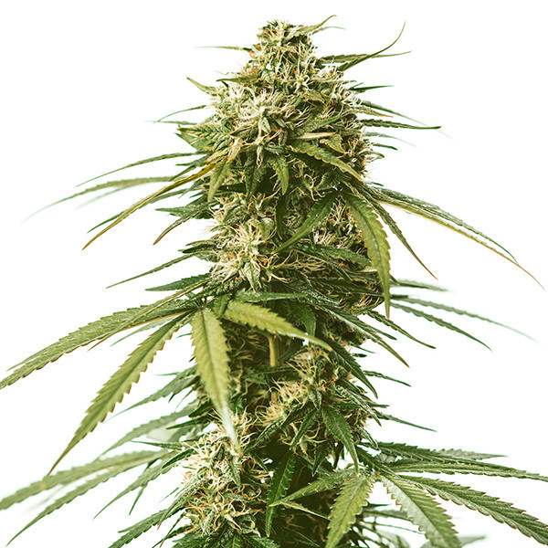 Gushers Confidential