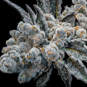 Ice Phineset