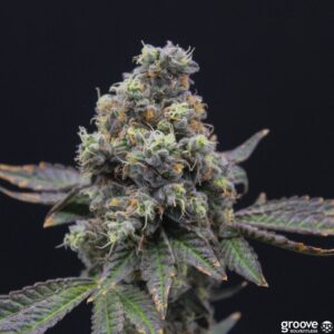 Black Maple