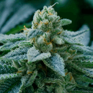 Key Lime Pie