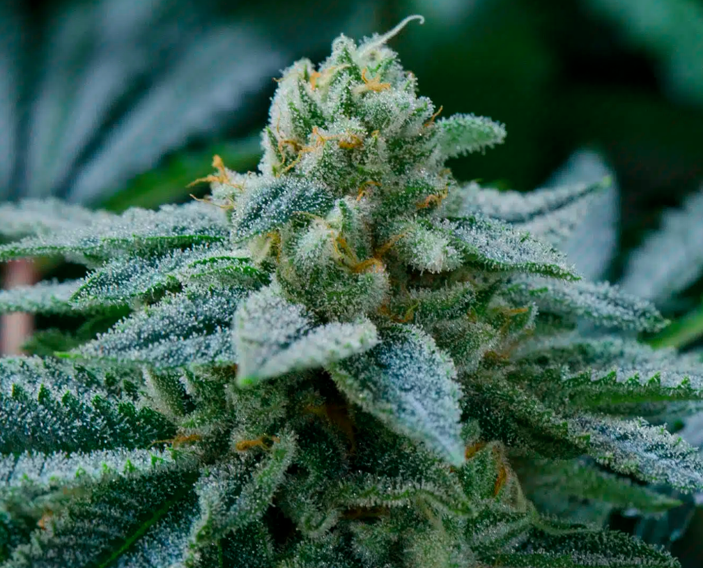 Key Lime Pie