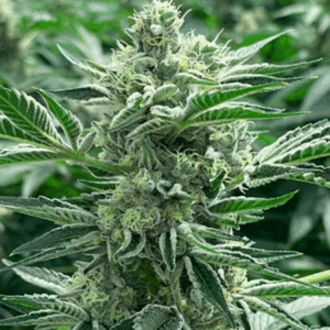 Kush Mints 11
