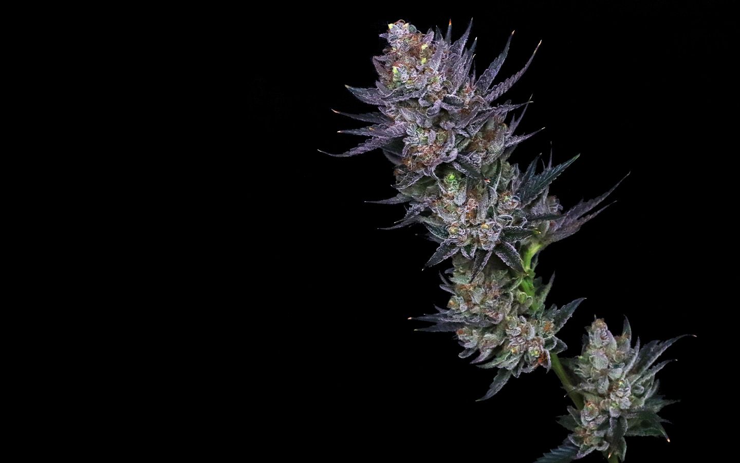 Lime OG