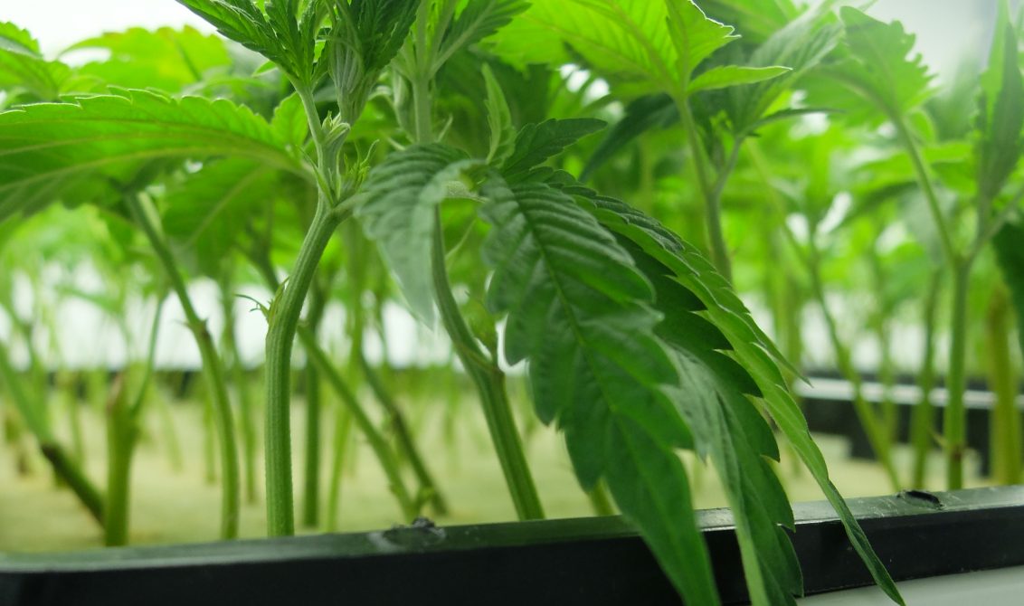 Make Your Marijuana Growing Operation Successful with Cannabis Clones