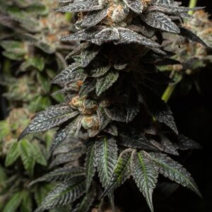 Monster Cookies