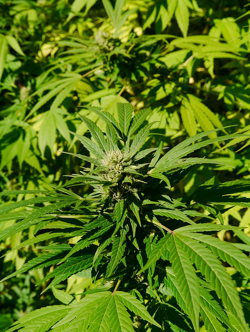 Ocimene Kush