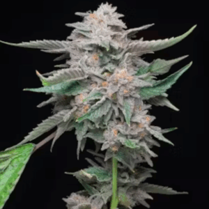 Platinum Lemon Cherry Gelato