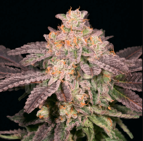 Pound Cake OG
