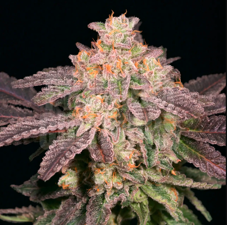 Pound Cake OG