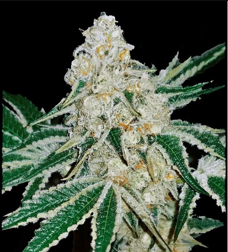 Purple Cake
