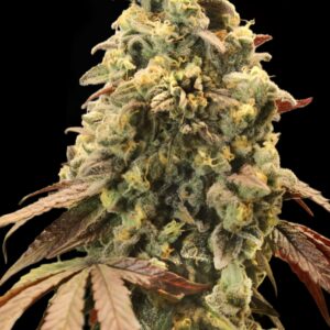 Rainbow Sherbert