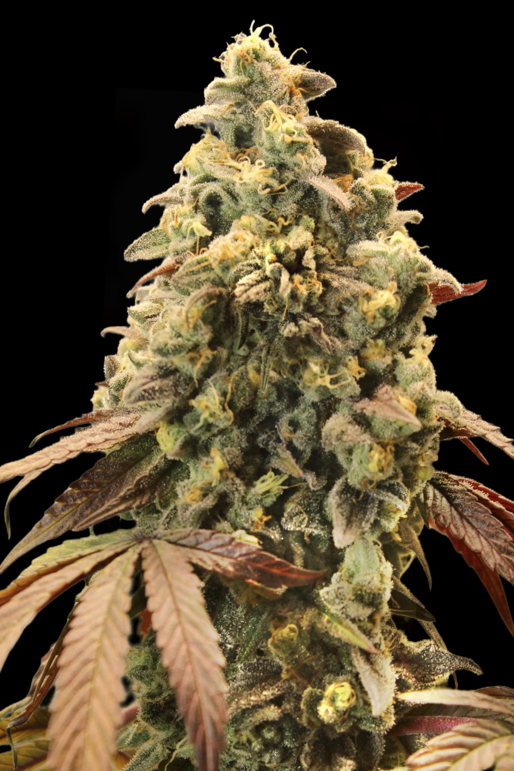 Rainbow Sherbert