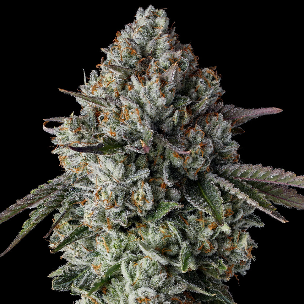 Raw Genetics