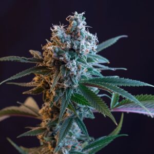 SFV OG 1.0