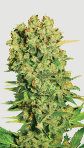 Super Chronic