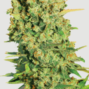 Super Chronic