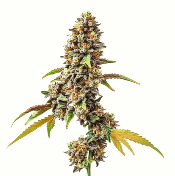 Tahoe Kush