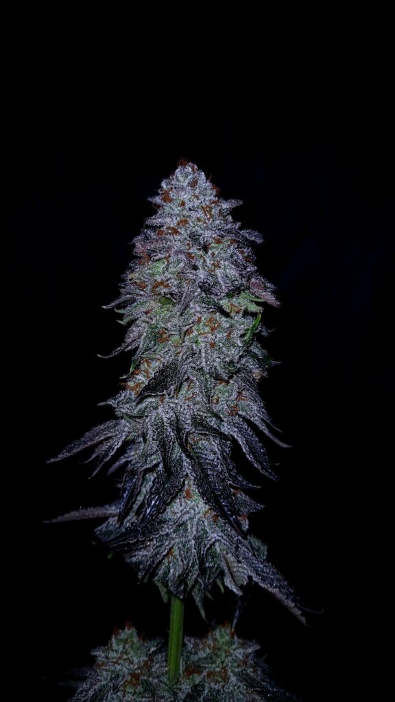 Triple Cherry