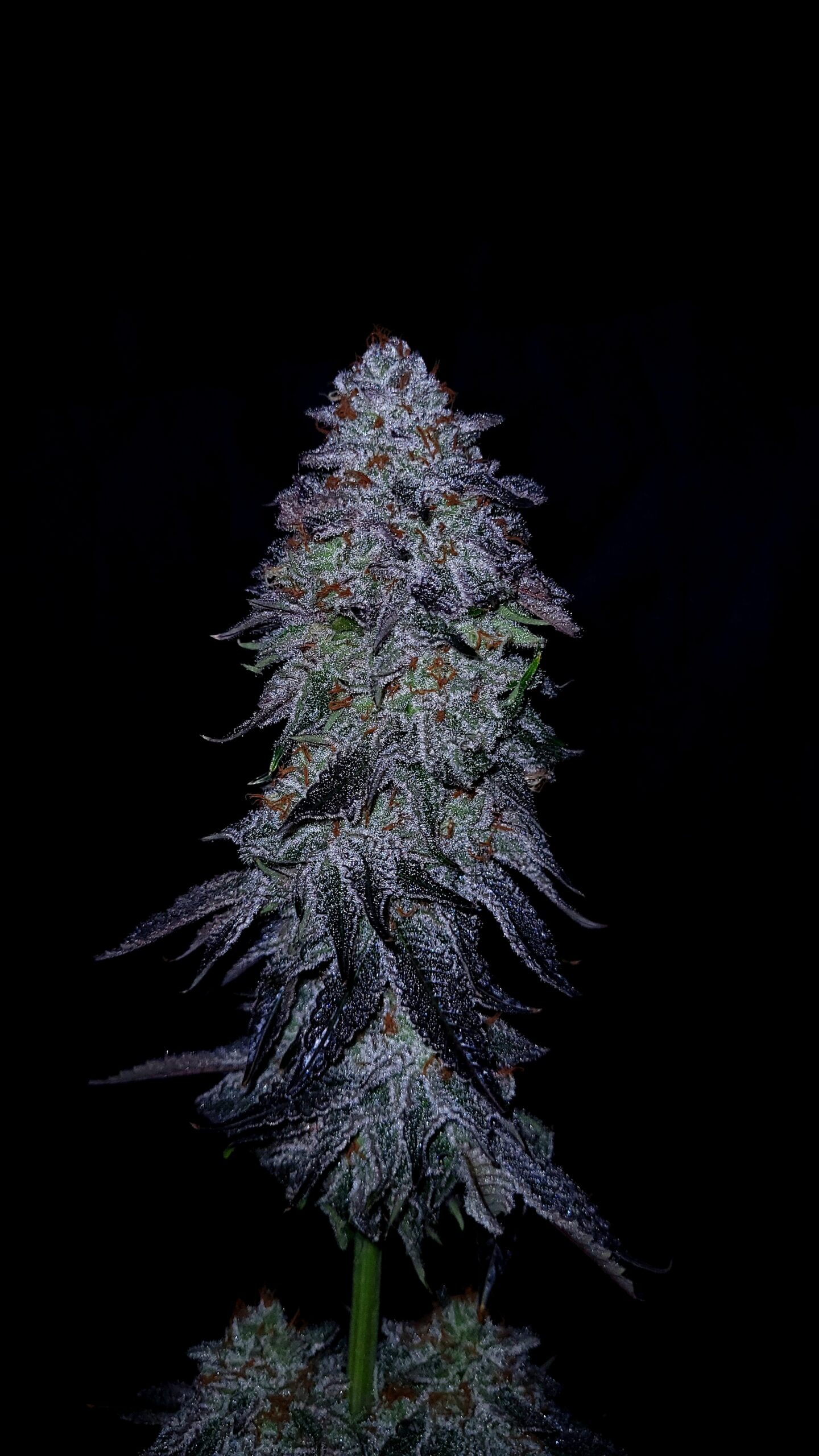 Triple Cherry