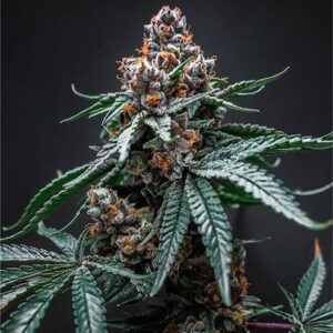Tropicana Cherry