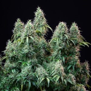 Amnesia Hypro