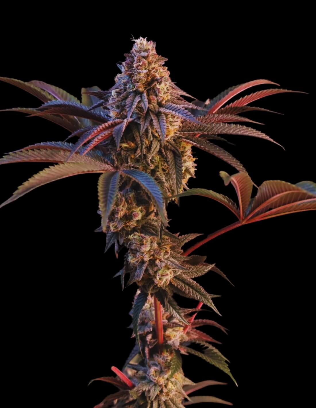 Lemon Cherry Runtz
