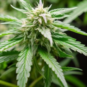 Shabachio x Sweet Tea