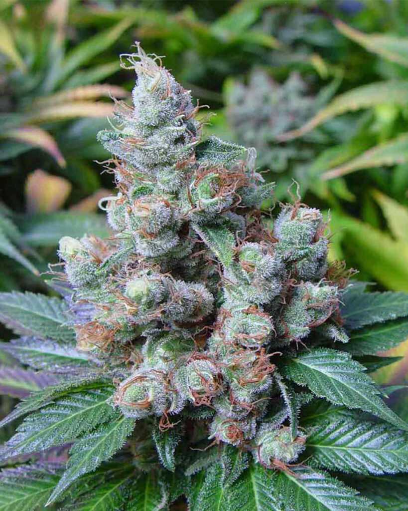 NY Diesel