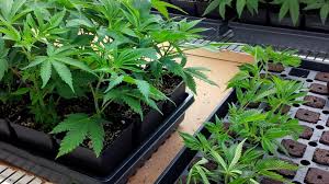 Buy Cannabis Clones