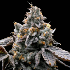 GMO Cookies