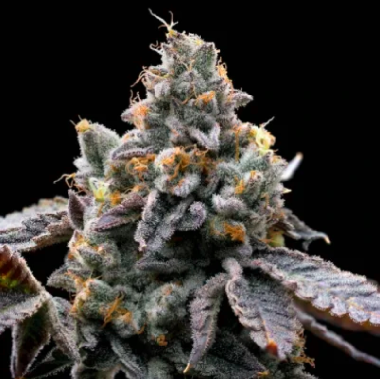 GMO Cookies