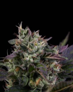 Skunk Kush Gelato