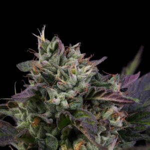 Skunk Kush Gelato