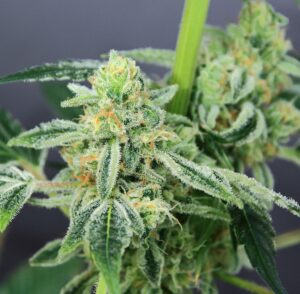 Tangerine Cookies