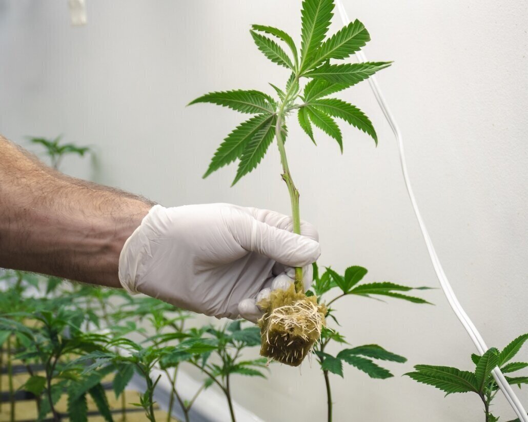 Grow High-yielding Cannabis Plants with Marijuana Clones