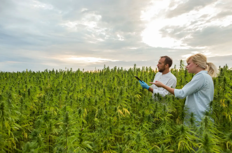 Top 5 Outdoor Cannabis Growing Mistakes (and How to Avoid Them)