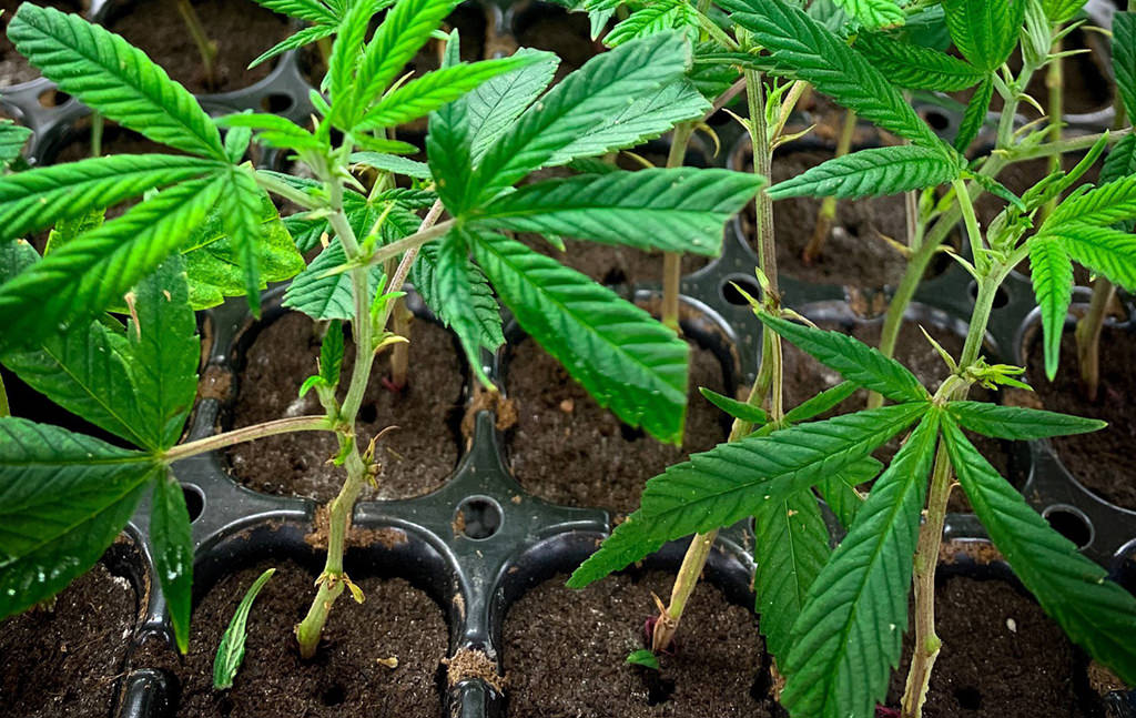 The Top Reasons To Cultivate Indica Cannabis Clones