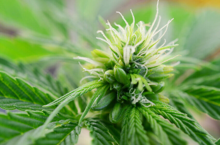 Ensure Faster Growth Cycle with Top Quality Marijuana Clones